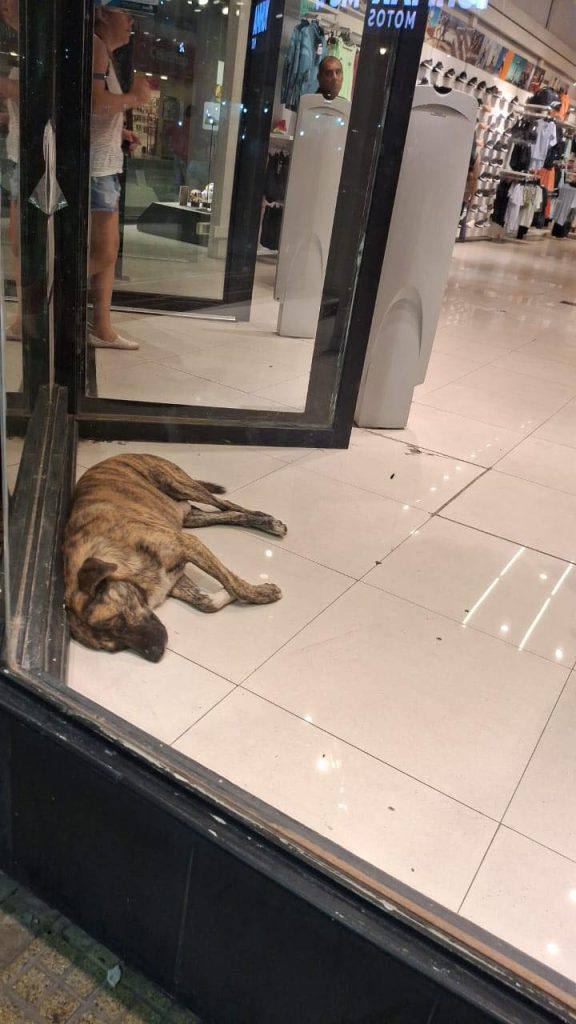 El noble gesto de un local de zapatillas con los perritos de la calle