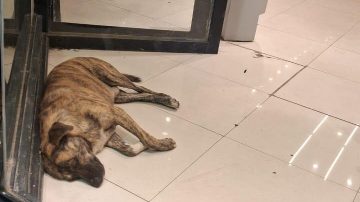 El noble gesto de un local de zapatillas con los perritos de la calle