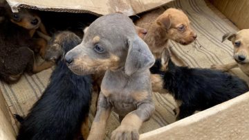 La respuesta de Bichos al Polaco del Montecito de los Canichones: “Los únicos perjudicados son los animales”