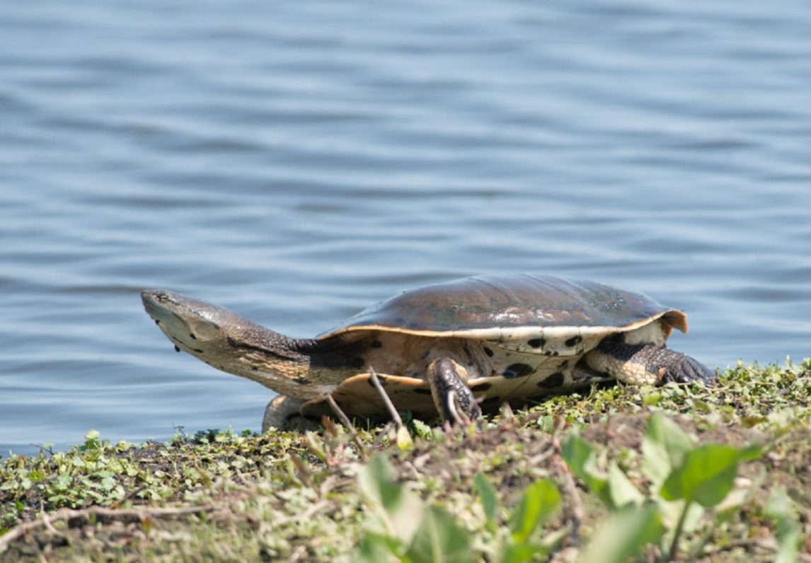 ¿Qué dice la ciencia sobre la tortuga “dálmata” encontrada en el río Dulce?