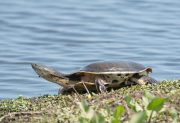 ¿Qué dice la ciencia sobre la tortuga “dálmata” encontrada en el río Dulce?