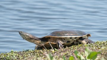 ¿Qué dice la ciencia sobre la tortuga “dálmata” encontrada en el río Dulce?