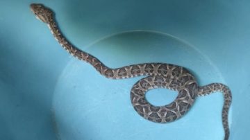 ¿Y vos qué harías? Una mujer encontró una yarará en la cama cuando iba a dormir