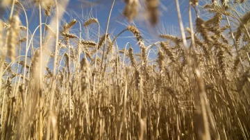 Sale el primer embarque de trigo argentino a China y se inaugura un nuevo flujo comercial