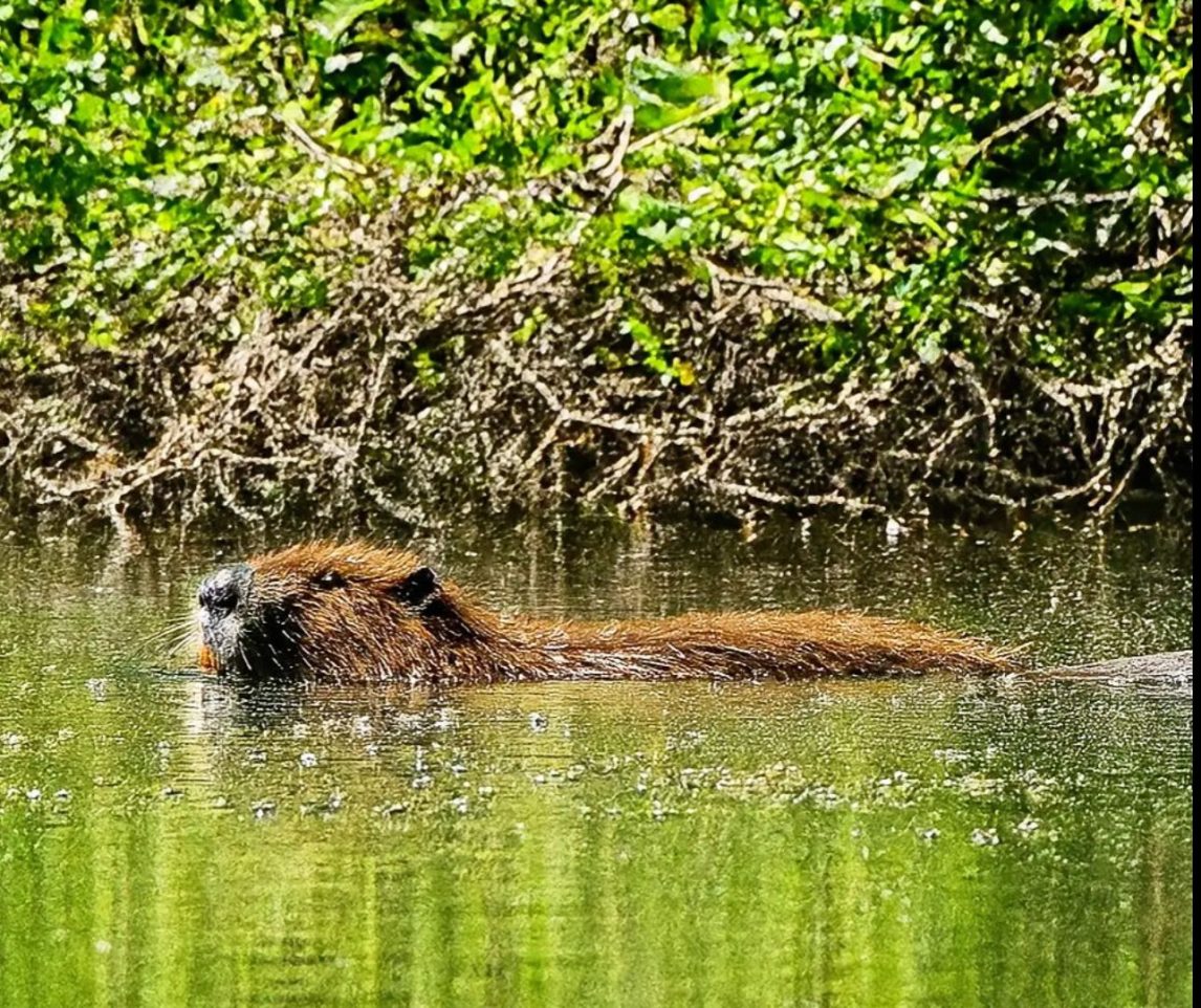 Confusión en Los Quiroga: vecinos creyeron ver un carpincho, pero era una nutria coipo