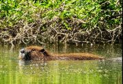 Confusión en Los Quiroga: vecinos creyeron ver un carpincho, pero era una nutria coipo