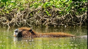 Confusión en Los Quiroga: vecinos creyeron ver un carpincho, pero era una nutria coipo