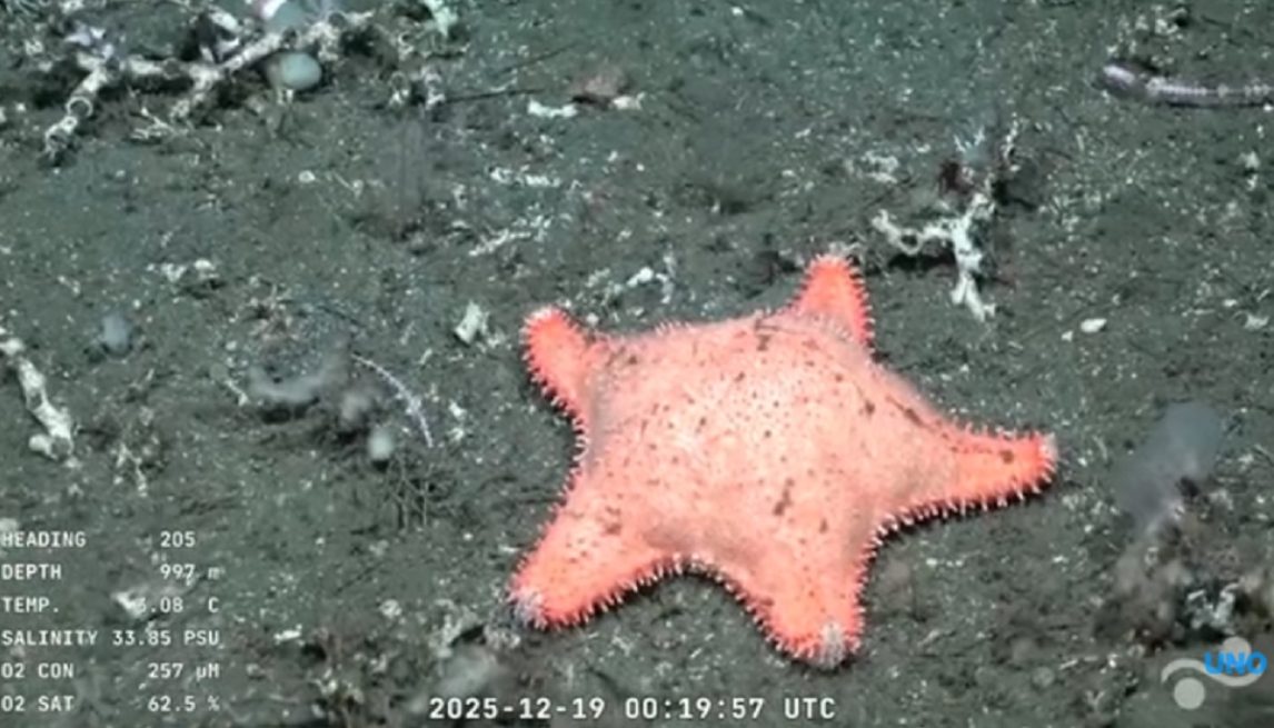 VIDEO | El Conicet filmó otra estrella “culona” en su streaming y es furor