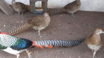 Rescataron más de 200 especies en peligro de extinción, eran vendidas por redes sociales: un detenido