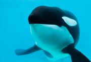 Murió Kshamenk, la orca fue rescatada en 1992 por Mundo Marino y vivió 33 años en cautiverio