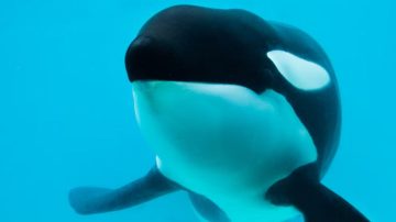 Murió Kshamenk, la orca fue rescatada en 1992 por Mundo Marino y vivió 33 años en cautiverio