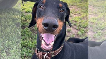 Buscan a “Atyla”, un dóberman que se extravió en La Banda