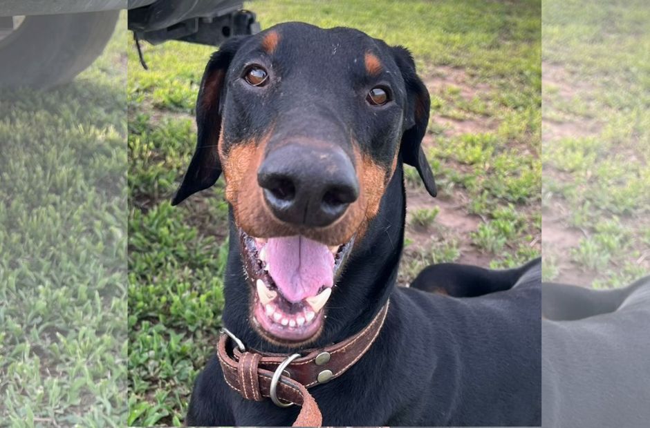Buscan a “Atyla”, un dóberman que se extravió en La Banda