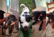 Cinco cachorros buscan una familia responsable y llena de amor