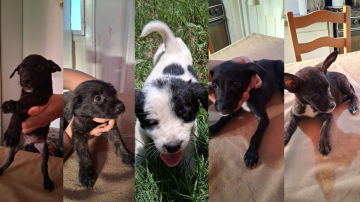 Cinco cachorros buscan una familia responsable y llena de amor