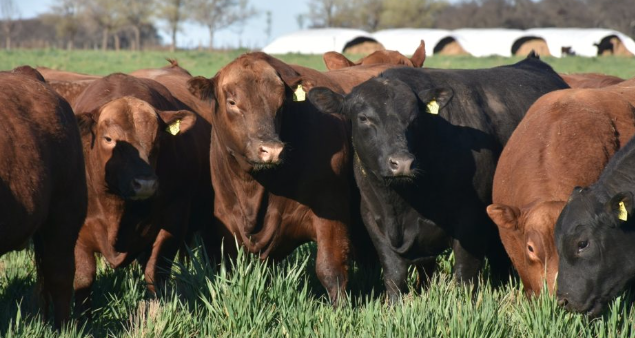 Un productor denunció el robo de más de 800 cabezas de ganado desde una estancia
