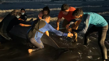 Sorpresa en la playa: hallan a un zifio, uno de los cetáceos más misteriosos y pocas veces visto