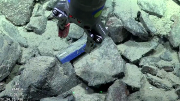 El desopilante hallazgo de los científicos que participan en el stream del CONICET