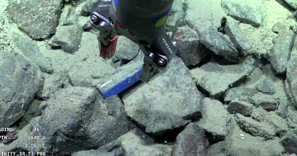 El desopilante hallazgo de los científicos que participan en el stream del CONICET