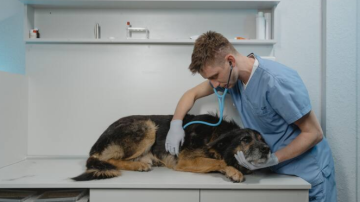 Veterinarias de turno durante las fiestas: refuerzan la atención por el impacto de los cohetes en las mascotas