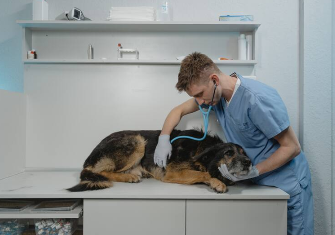 Veterinarias de turno durante las fiestas: refuerzan la atención por el impacto de los cohetes en las mascotas