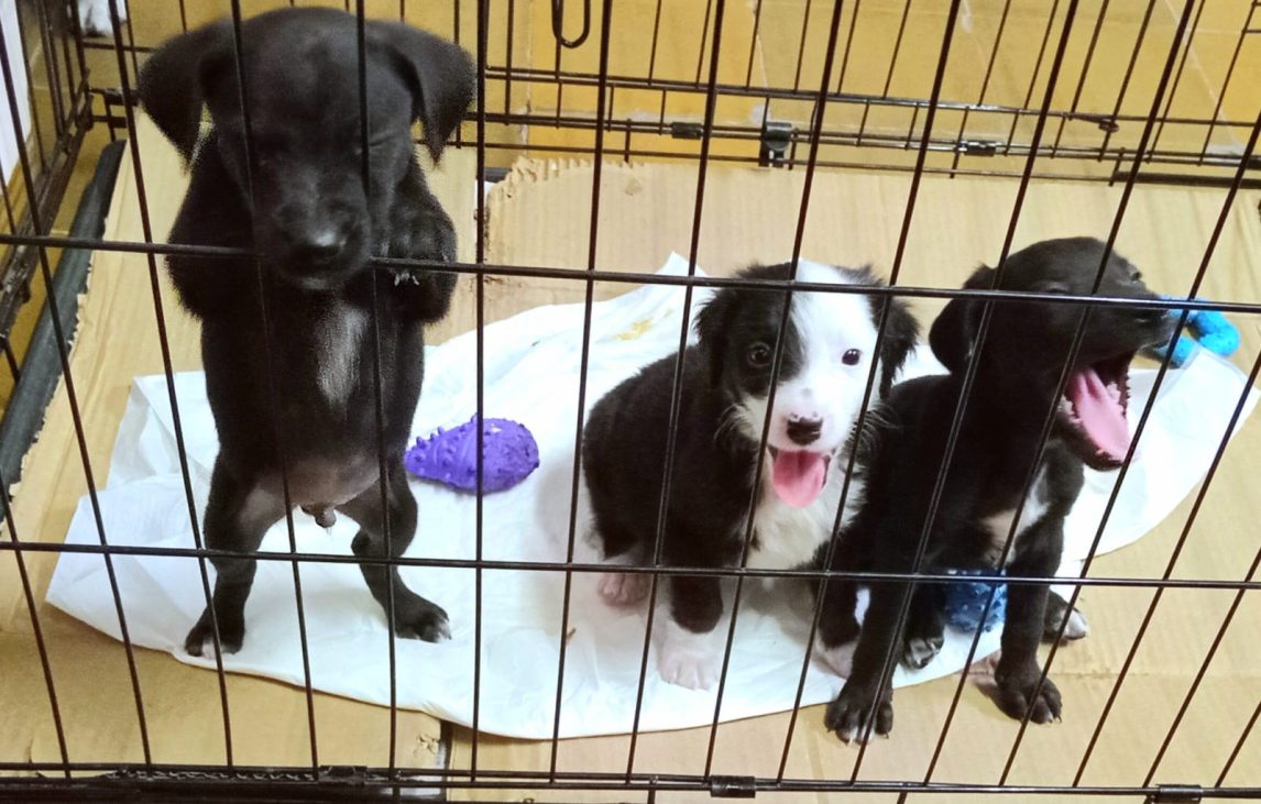 Oreo, la perrita rescatada que conmovió a todos, hoy está recuperada y sus tres bebés buscan familia