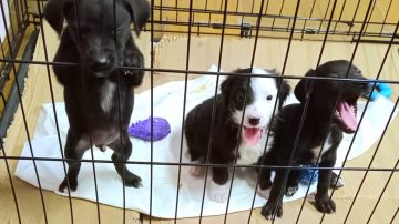 Oreo, la perrita rescatada que conmovió a todos, hoy está recuperada y sus tres bebés buscan familia