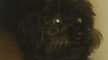 Desesperada búsqueda de Tayson: ofrecen $100.000 de recompensa