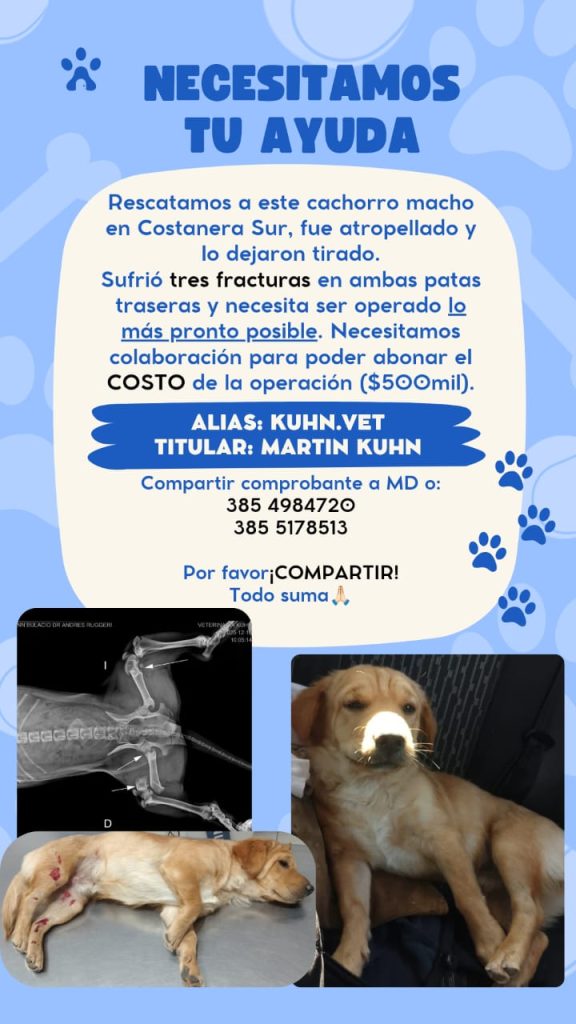 Piden ayuda para operar de urgencia a un cachorro atropellado en Costanera Sur: la cirugía cuesta $500 mil