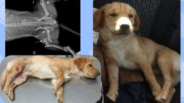 Piden ayuda para operar de urgencia a un cachorro atropellado en Costanera Sur: la cirugía cuesta $500 mil