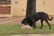 Insólito: capturaron a un perro llevándose media res de lechón por la calle en Monte Quemado