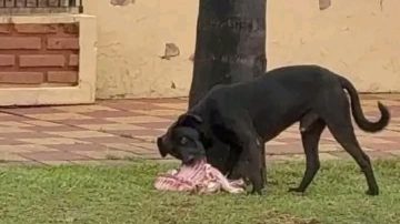 Insólito: capturaron a un perro llevándose media res de lechón por la calle en Monte Quemado