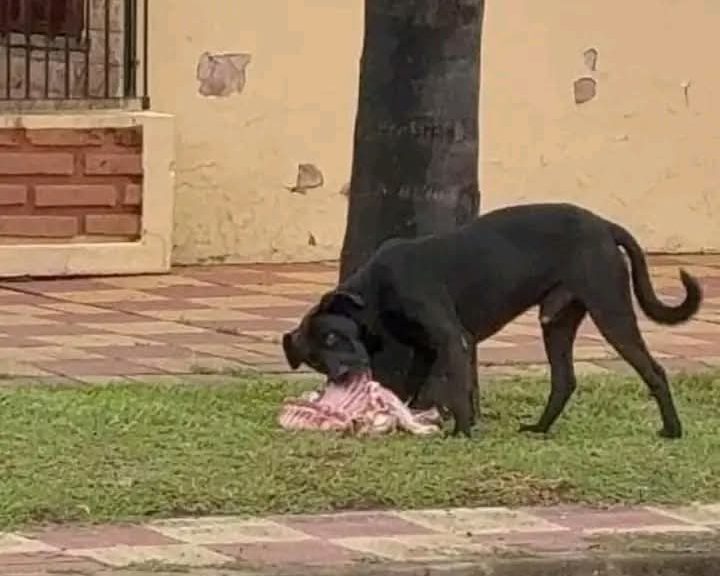 Insólito: capturaron a un perro llevándose media res de lechón por la calle en Monte Quemado