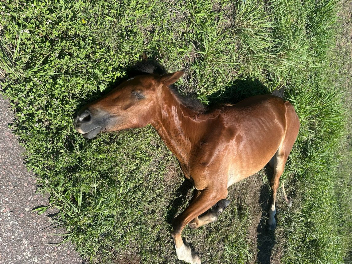 Piden ayuda para trasladar a un caballo herido y abandonado en Las Termas de Río Hondo