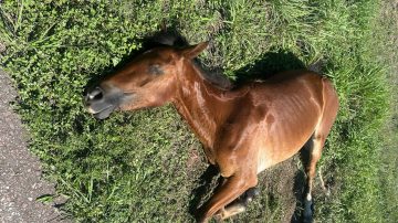 Piden ayuda para trasladar a un caballo herido y abandonado en Las Termas de Río Hondo