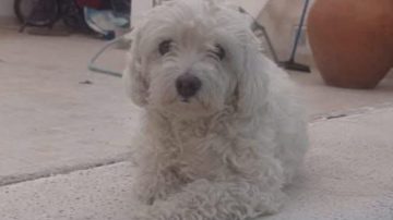 Buscan intensamente a “China”, una perrita caniche extraviada en el barrio Belgrano