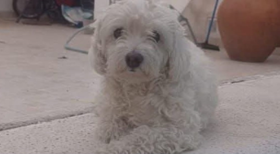 Buscan intensamente a “China”, una perrita caniche extraviada en el barrio Belgrano