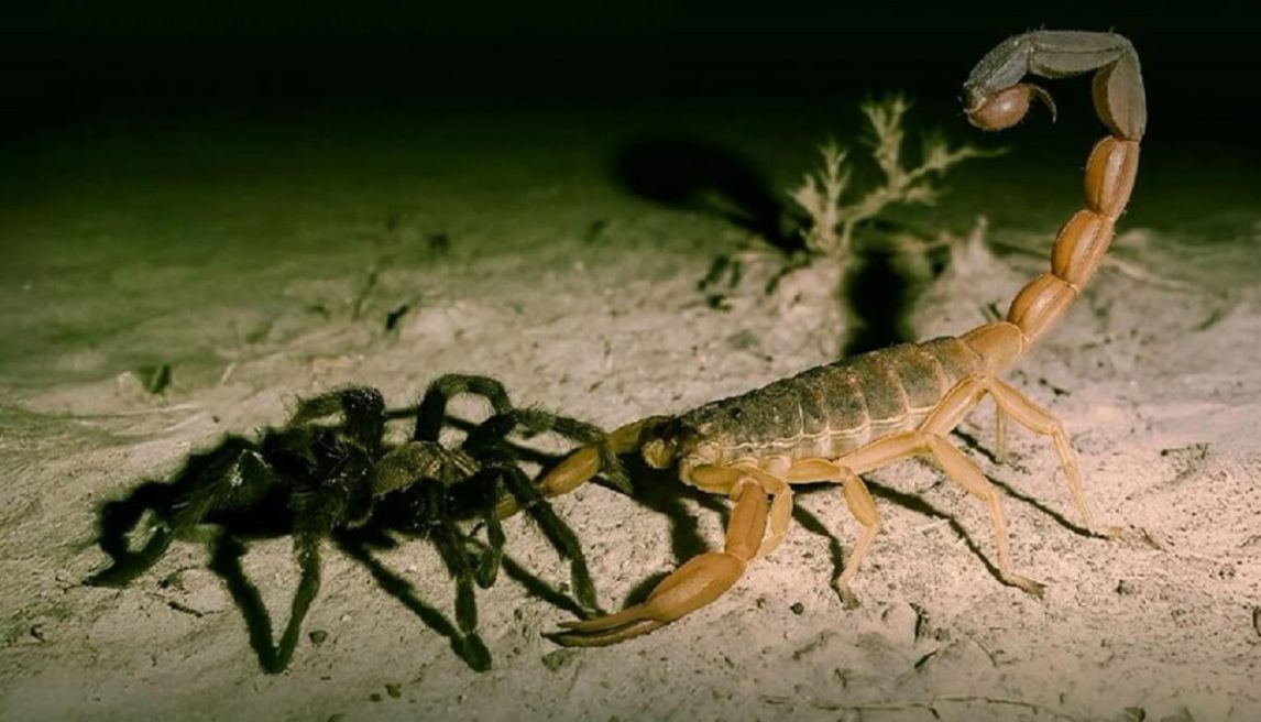 Advierten por la proliferación de arañas venenosas y escorpiones en Las Termas