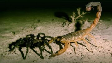 Advierten por la proliferación de arañas venenosas y escorpiones en Las Termas