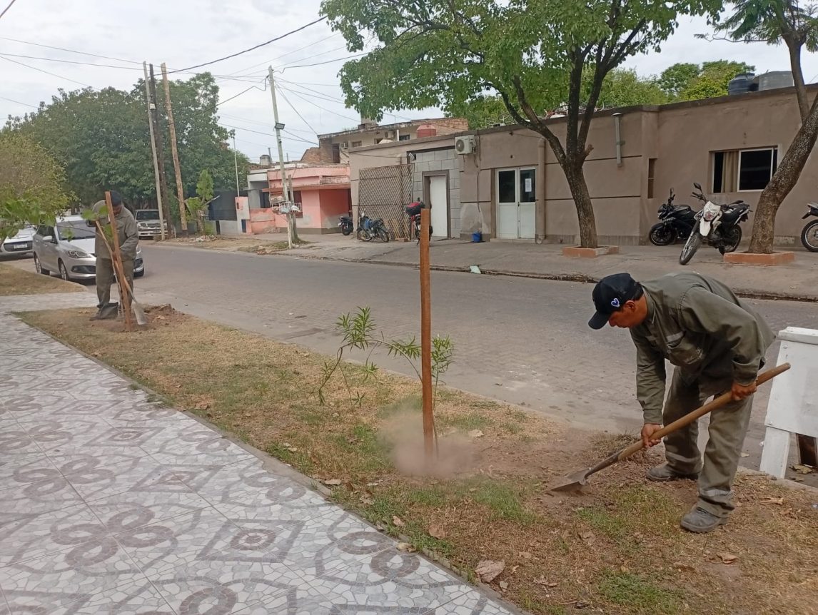 Trabajan en la plantación de más de 2200 árboles en las veredas del barrio San Martín