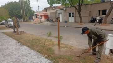 Trabajan en la plantación de más de 2200 árboles en las veredas del barrio San Martín