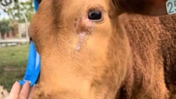 Carnearon a “Berni” el ternerito mascota de una escuela: “Jamás imaginamos este nivel de crueldad”