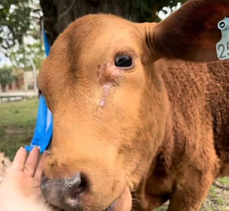 Carnearon a “Berni” el ternerito mascota de una escuela: “Jamás imaginamos este nivel de crueldad”