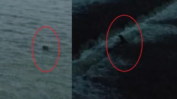 VIDEO | Aseguran haber visto un carpincho en el Dique Los Quiroga