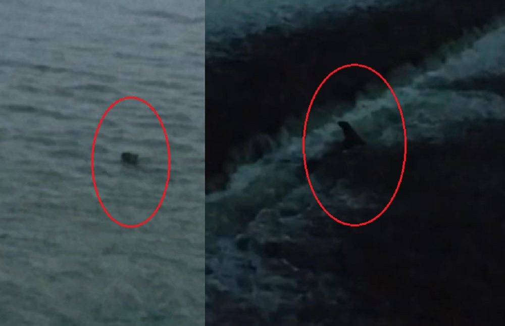 VIDEO | Aseguran haber visto un carpincho en el Dique Los Quiroga