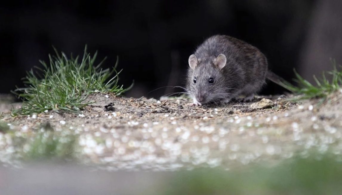 Alarma en Salta por brote de hantavirus: 12 casos confirmados y cinco fallecidos