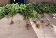 Descubren en una vivienda de Frías al menos 17 plantas de marihuana