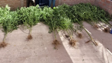 Descubren en una vivienda de Frías al menos 17 plantas de marihuana