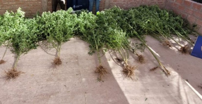 Descubren en una vivienda de Frías al menos 17 plantas de marihuana