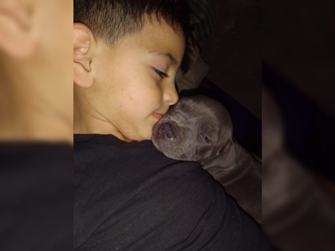 El desesperado pedido de una madre para recuperar el perrito robado de su hijo en La Banda